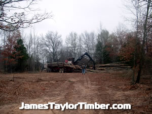 clean logging worksite timber camp in texas