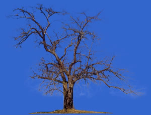 dead tree removal texas