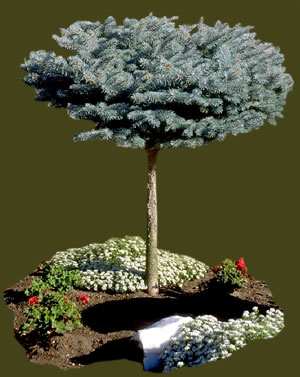 pruning tree branch art