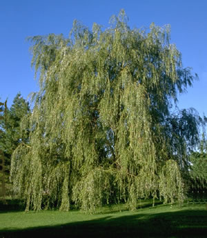 weeping willow shade trees